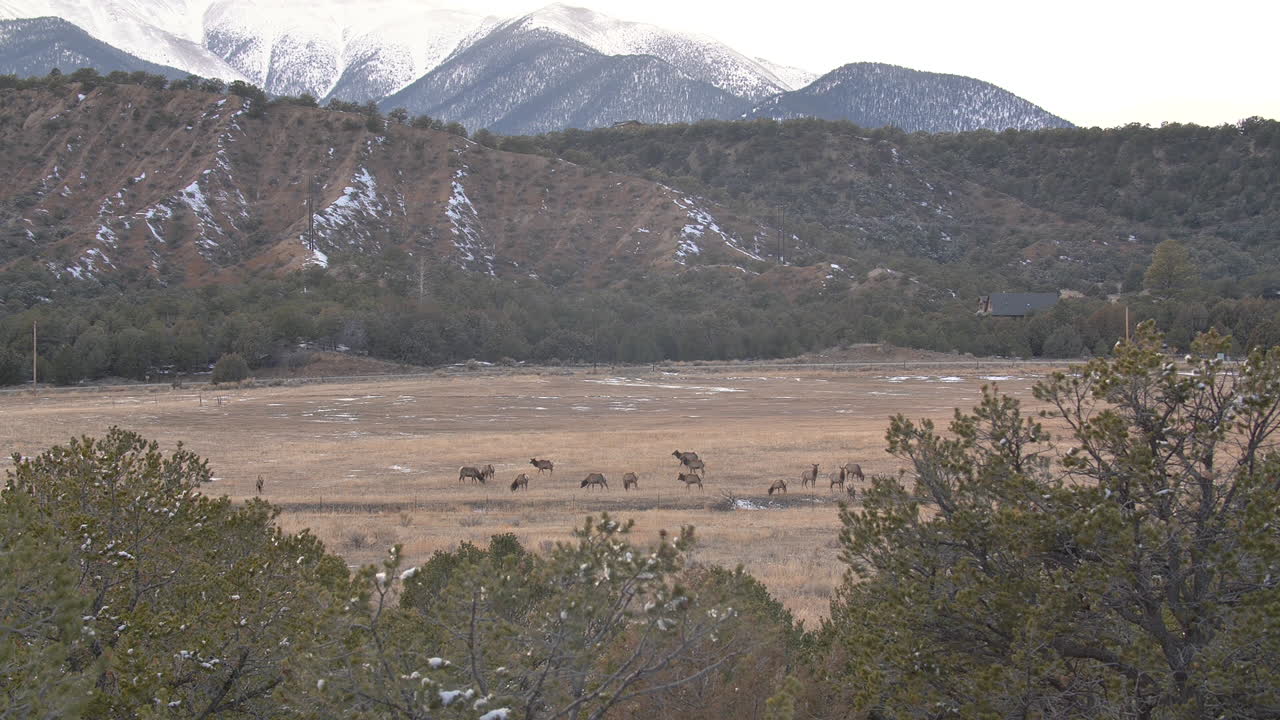 Elk grazing in a meadow below a mountain peak