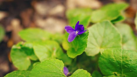 Purple wildflowers sway gently in the breeze, adding a vibrant splash of color to the natural landscape.