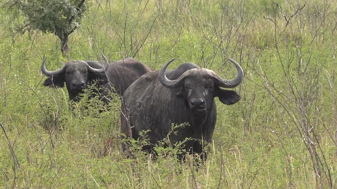 Two African Buffalo Standing in Tall Grass in the Savanna