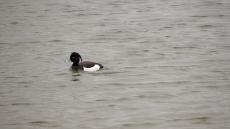 Shot-of-a-male-tufted-duck-at-Waters'-Edge-Country-Park