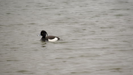 shot of a male tufted duck at waters' edge country park