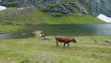 cows in a green valley