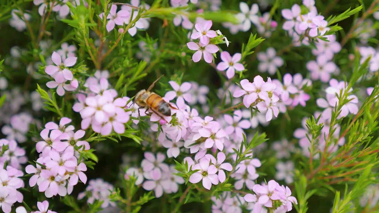 Bee climbing over pink flowers