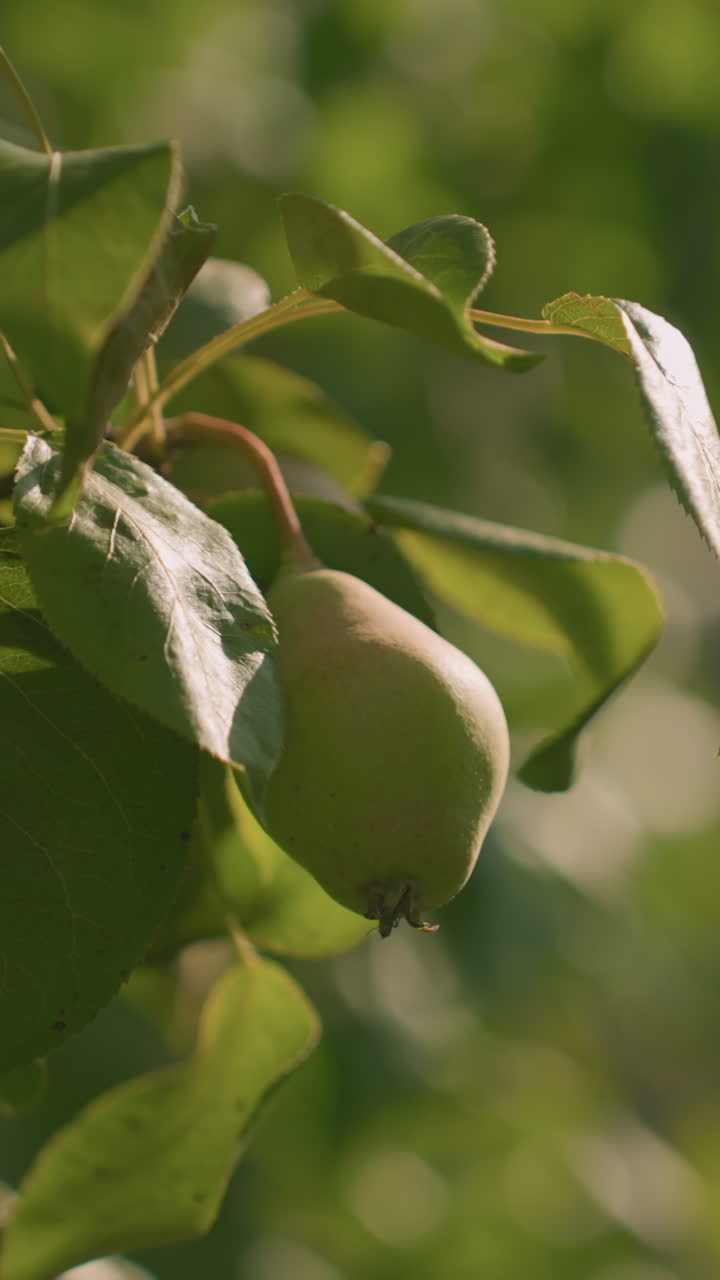 cerca de las hojas de guayaba con una que se mueve suavemente, la luz del sol se filtra a través del follaje creando un suave efecto bokeh en el fondo, con una rica vegetación y una atmósfera tranquila