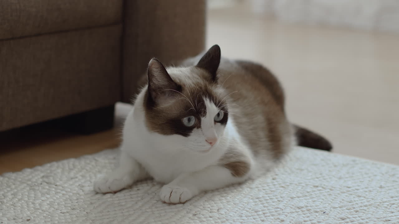 Gatto Ragdoll sul tappeto