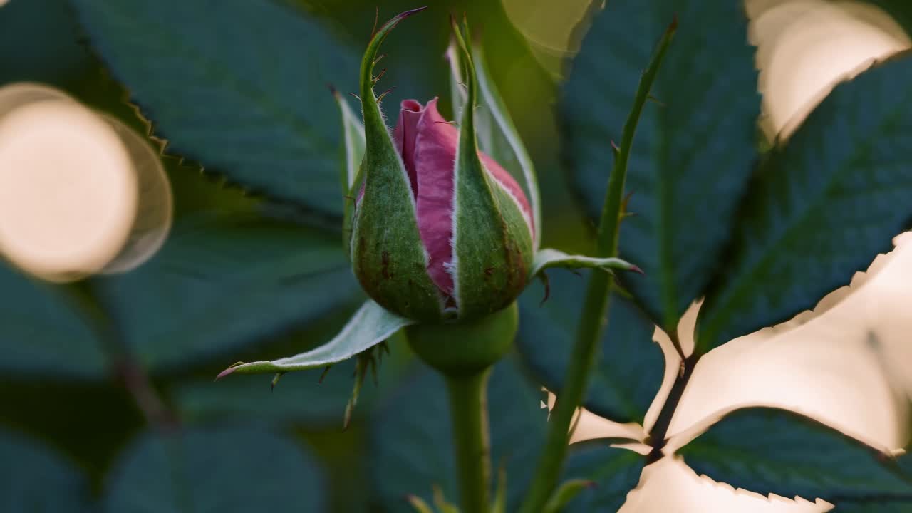 Close-up video of a pink rose in bloom, captured from a side angle