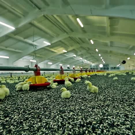 little chickens in farm