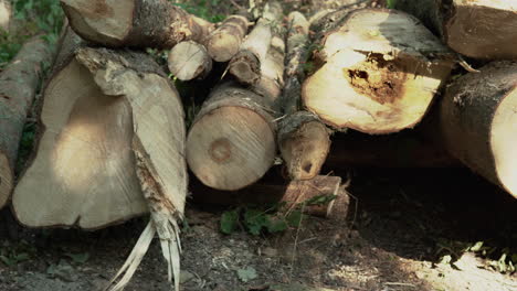 Trees-cut-from-the-forest---Koleczkowo,-Poland---Mid-shot