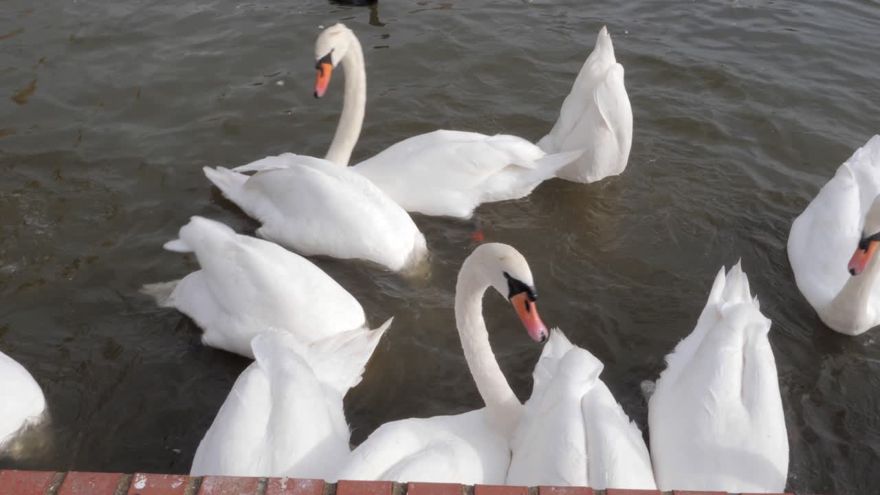 tiro de mano alimentando a los cisnes en el lago