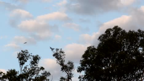 Chimango-caracaras-fly-over-eucalyptus-trees-against-a-cloudy-sky-a-dusk