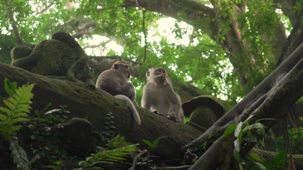 Monkeys wildlife animal primate wild in forest jungle Bali Ubud Indonesia