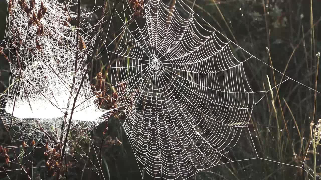 거미줄, 아침 이슬, 디자인, 클로즈업