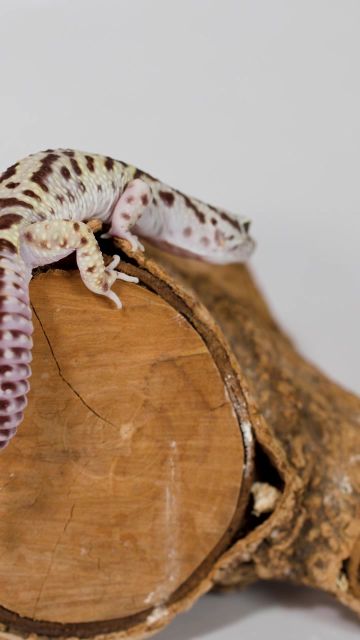 Un geco leopardino striscia su un tronco di legno ruvido in uno studio con luce intensa.