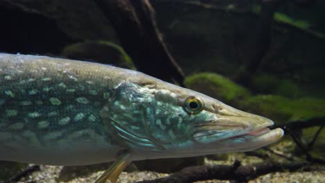 Nahaufnahme-Des-Porträts-Von-Blau-Gefärbten-Hechtfischen-Unter-Wasser-An-Sonnigen-Tagen