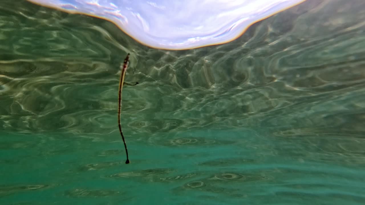 Underwater scene of a brown garden eel or heteroconger longissimus adrift and flowing beneath the water surface