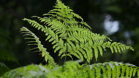 lush green common fern plants groiwng in a dark woodland, worcestershire, england