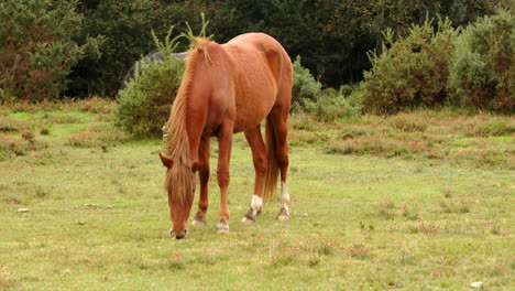 wide-shot-of-a-brown-New-Forest-pony-grazing,-in-a-field-in-the-New-Forest