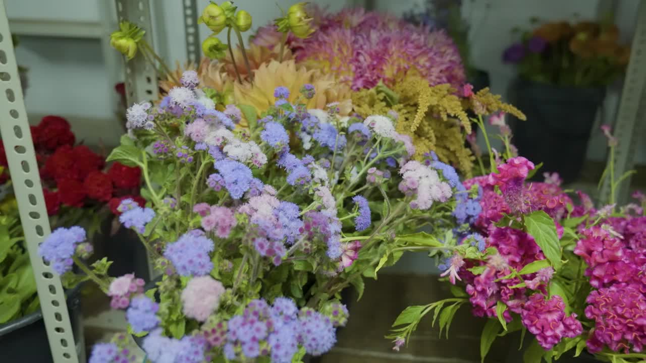 Close up shot of Blue and White hydrangea flowers sitting alongside bright flowers