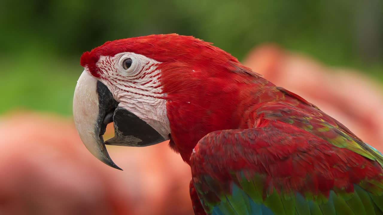 ara rojo y verde feliz, la lengua chasqueando y buscando atención, disparo de cerca capturando los detalles de la cabeza de la especie, ave comúnmente capturada para el comercio ilegal de loros