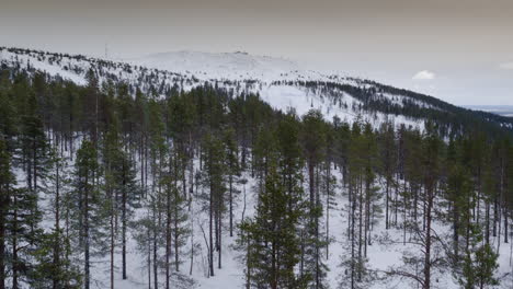cinematic aerial shot over a mountain pine forest