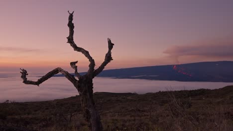 timelapse de la erupción del mauna loa con el primer plano del árbol viejo