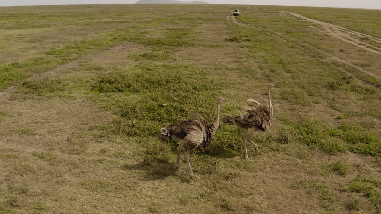 Due struzzi camminano nella Grande Valle del Serengeti con un'auto da safari in lontananza, Parco Nazionale del Serengeti, Tanzania