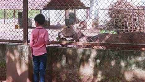 a boy feeding a deer , leaves are given to the animals inside the zoo, a zoo in india