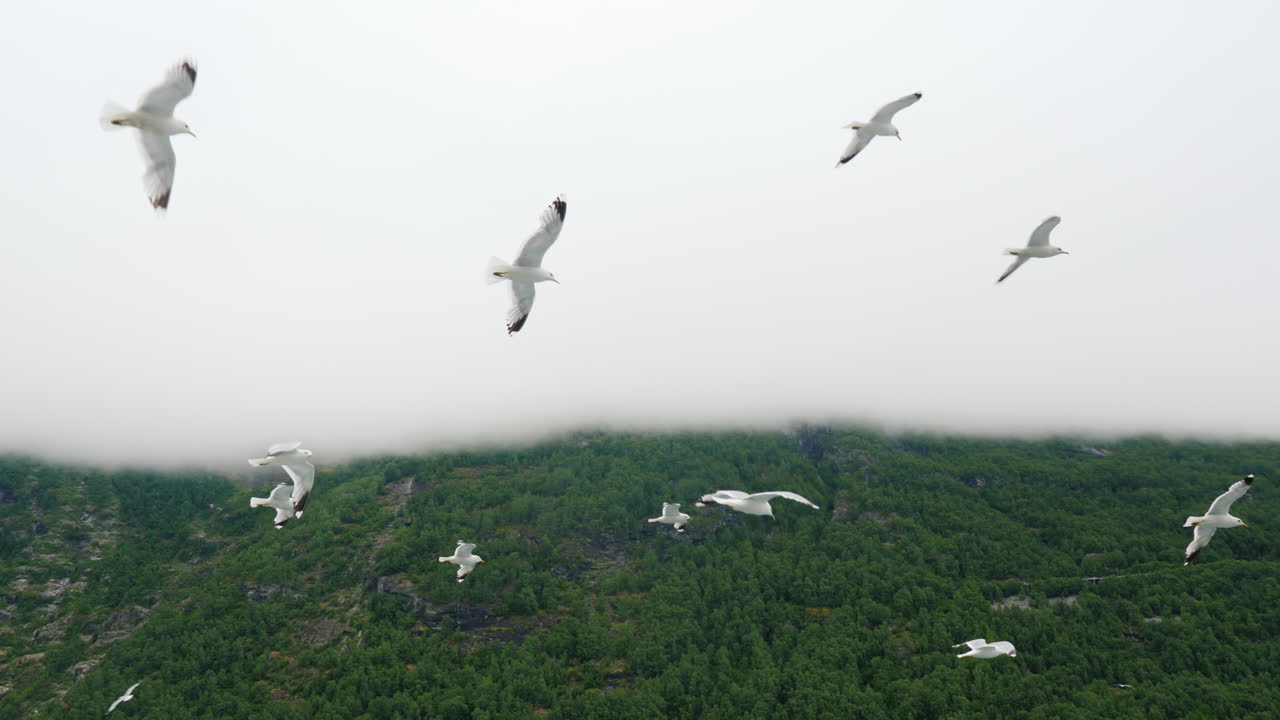 그림 같은 산과 피요르드를 배경으로 날아가는 갈매기 떼