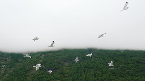 a flock of seagulls in flight against the background of picturesque mountains and fjords