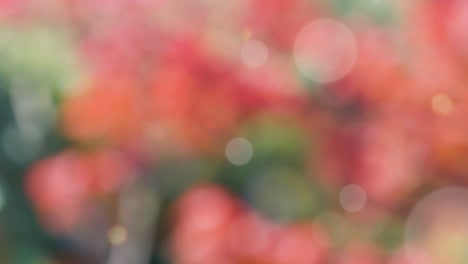 fondo de resorte abstracto con bokeh