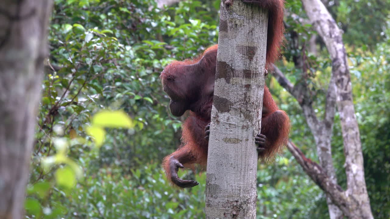 Wild female orangutan checks the surroundings before descending a tree in Borneo.