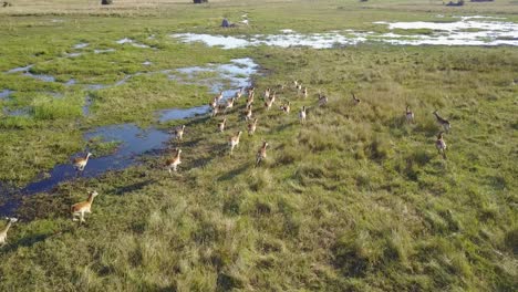 Rebaño-De-Lechwe-Rojo-Corriendo-A-Través-De-Los-Humedales-De-Okavango-En-Botswana-A-La-Hora-Dorada