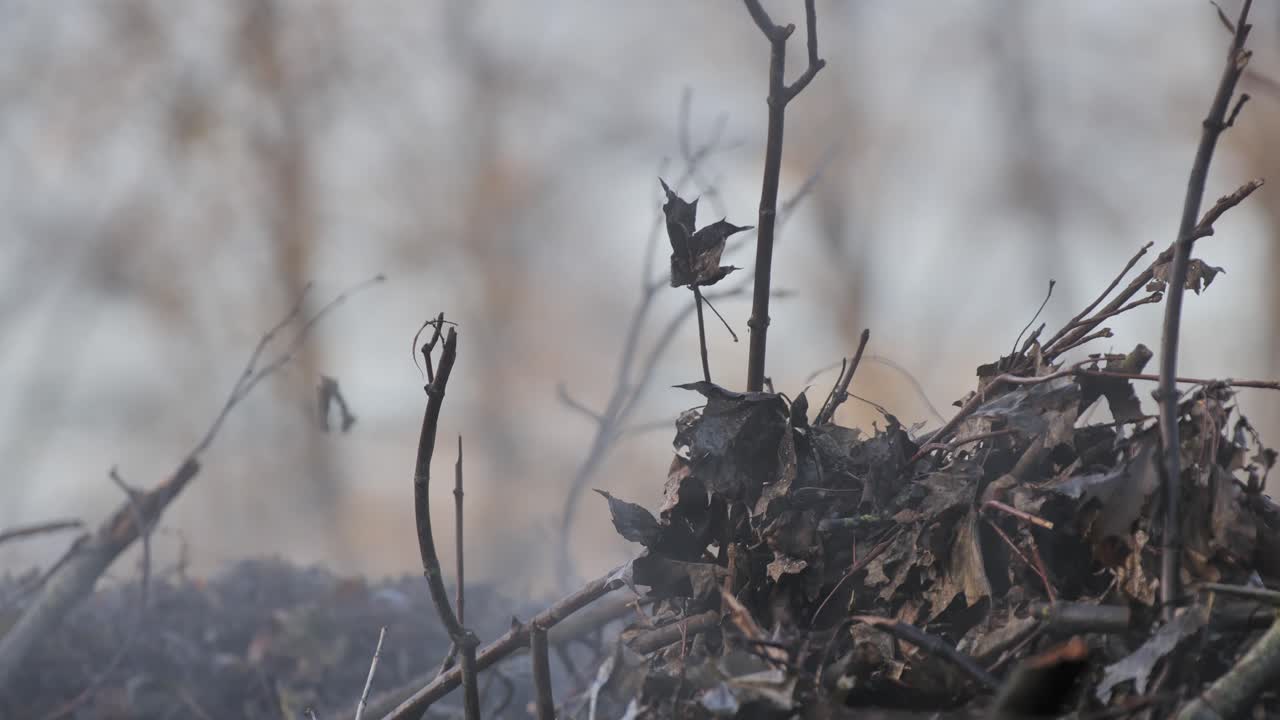 Steam drifts from decomposing leaf pile during cold and quiet early fall morning