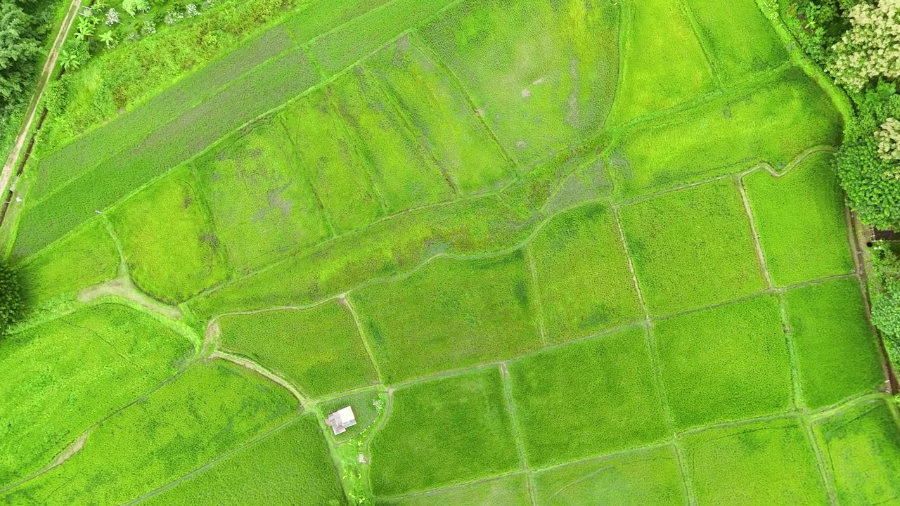 Stunning aerial perspective of lush green rice paddy fields in the beautiful countryside of Lampang