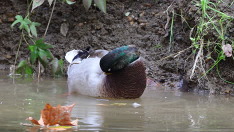 a mallard drake preening its feathers in the morning light