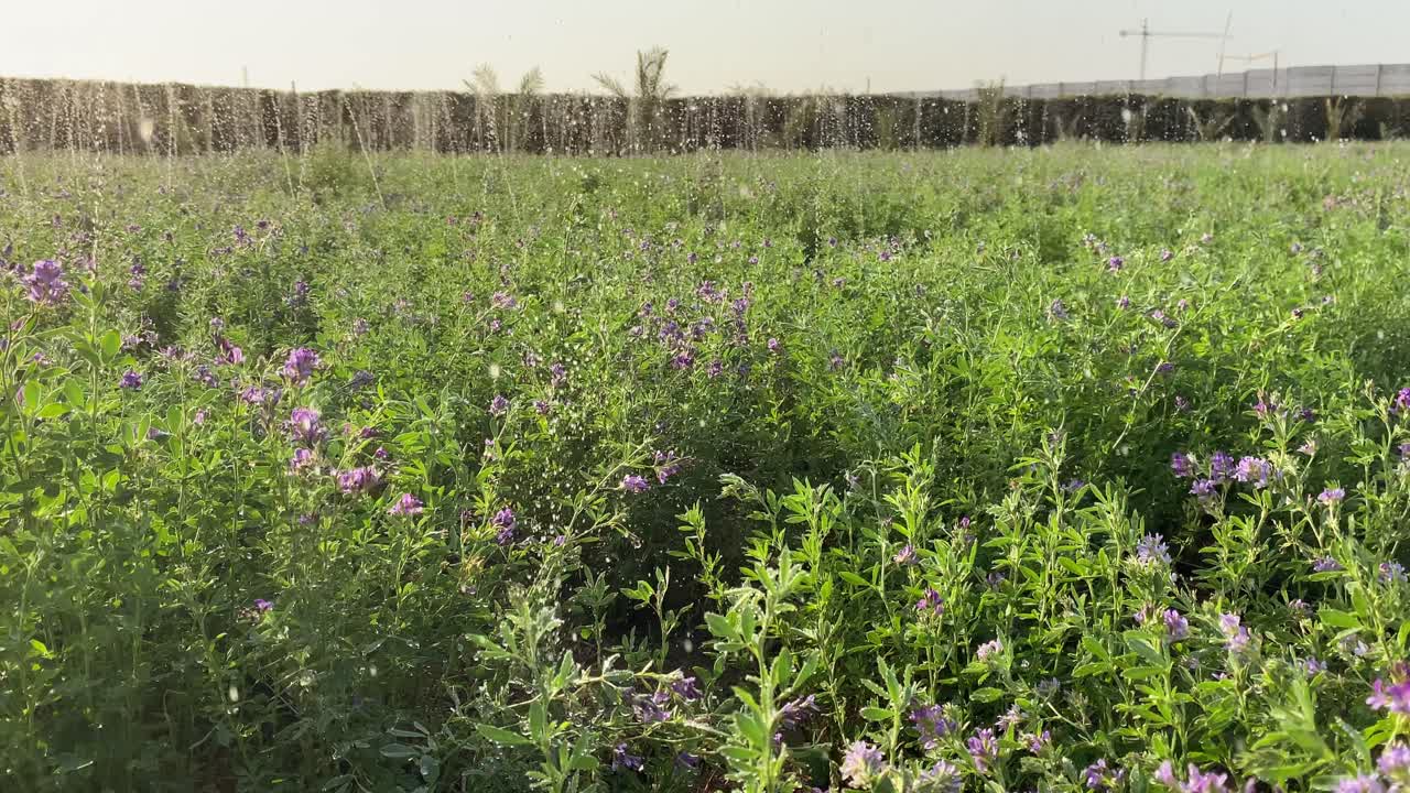riego de campos de alfalfa en un día soleado
