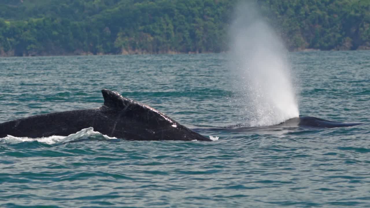 Two humpback whales gracefully surface off the coast of Uvita, Costa Rica, cutting through the calm, tropical waters