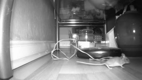 a mouse having a look around underneath a table