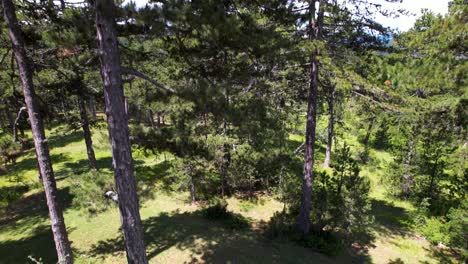 Pino-En-El-Bosque-Salvaje,-Tiro-Inclinado-Desde-El-Prado-De-Hierba-Verde-Hasta-El-Amplio-Paisaje-Montañoso