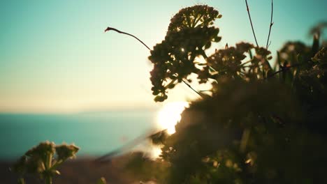 Roca-Del-Acantilado-De-La-Costa-Del-Océano,-Con-Cierre-De-Vegetación-Al-Atardecer-Con-Cielo-Azul-A-4k