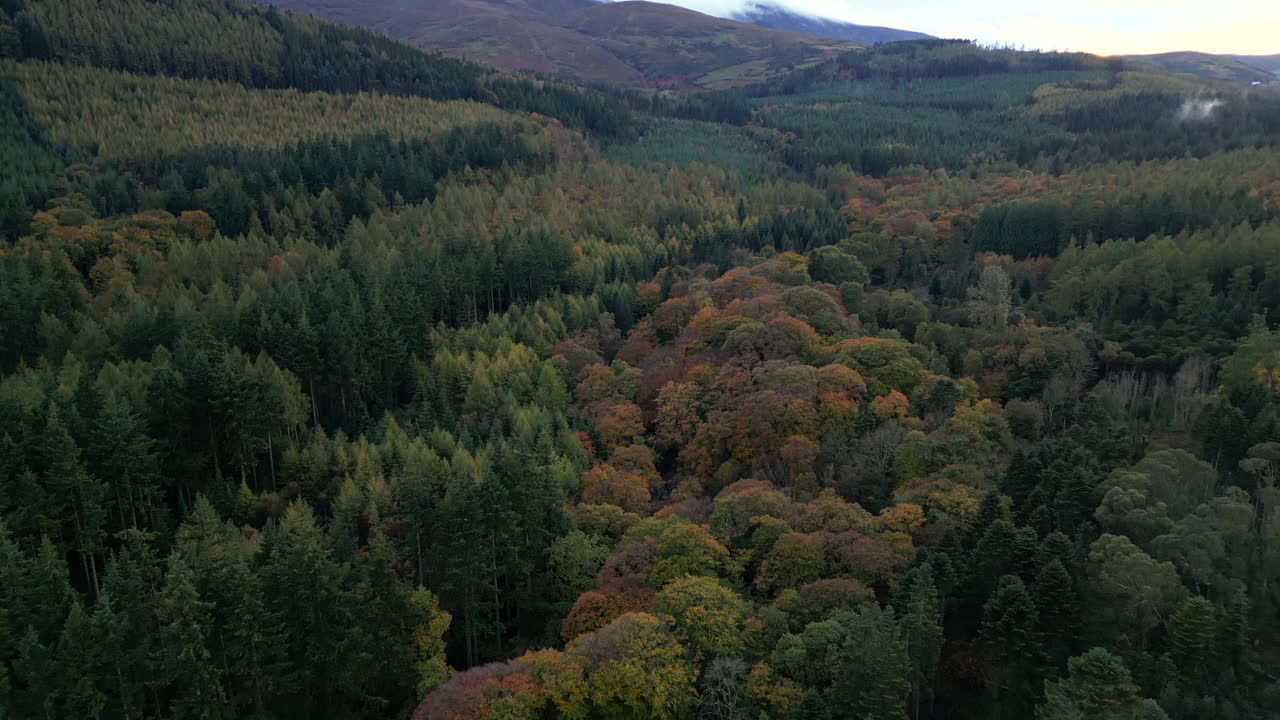 Drone flyover at sunset in autumn forest park