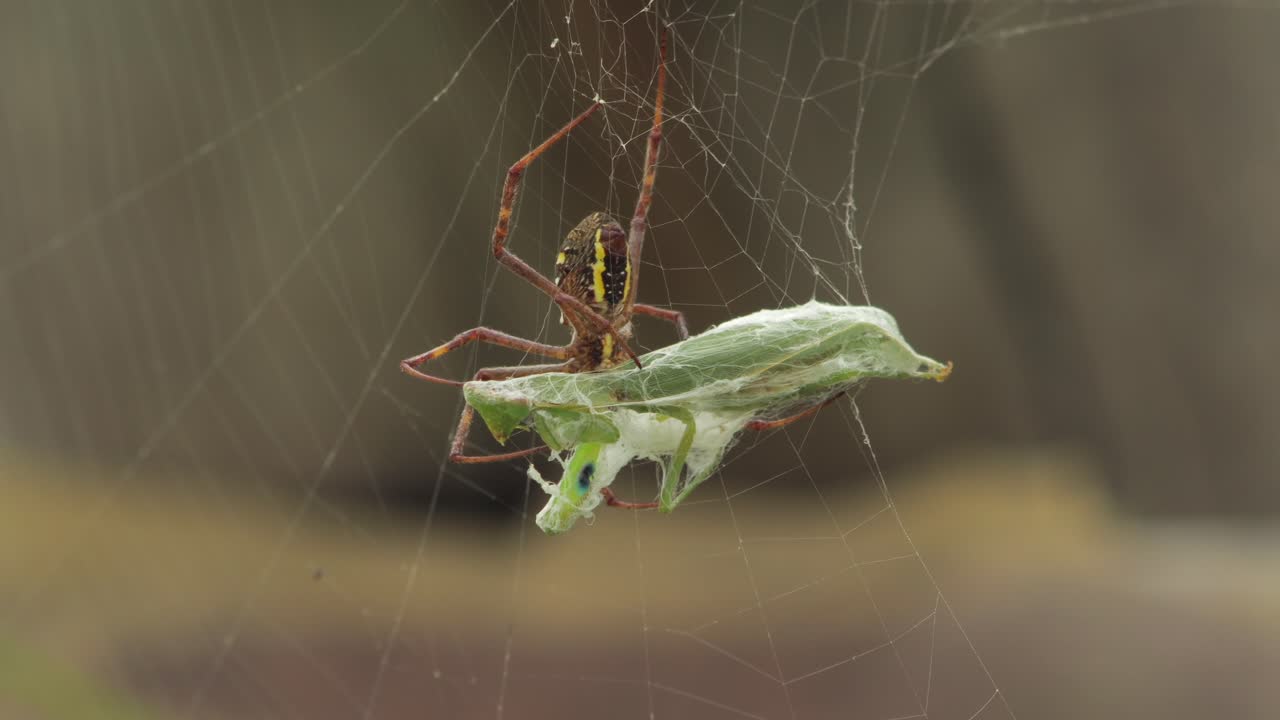 St Andrew's Cross Female Spider Underside Holding Onto Praying Mantis Caught In Web Daytime Sunny Australia Victoria Gippsland Maffra Medium Close Up