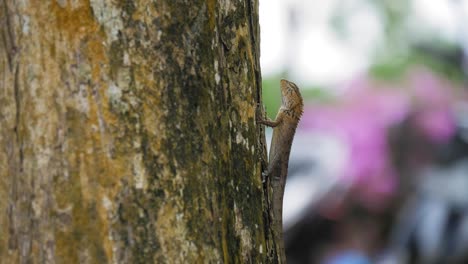 thai lizard on the tree. lizard in slow-motion