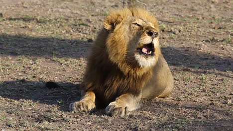 wild lion king roaring at sunrise