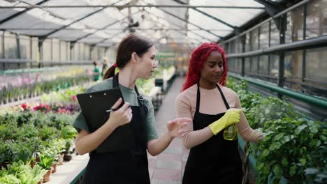 two diverse gardeners walking around greenhouse checking the condition of decorative plants, inspecting and watering