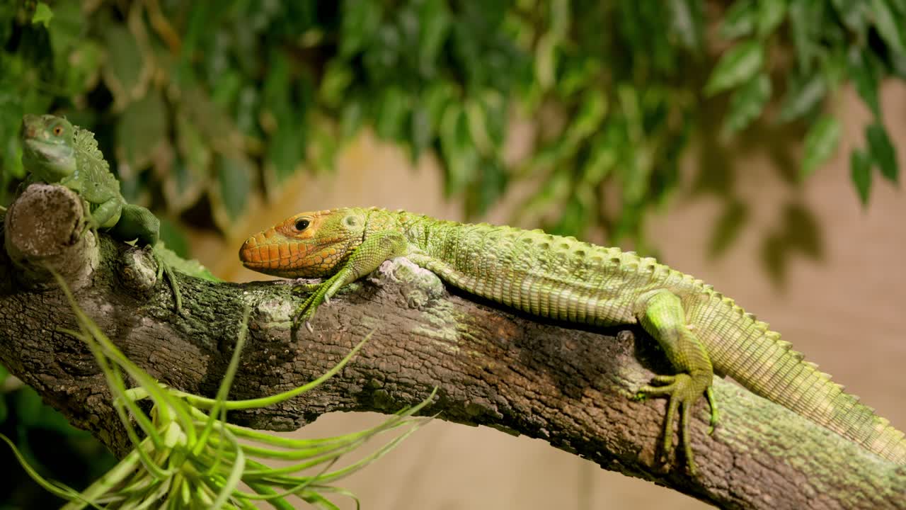 Caiman lizard resting on branch in lush tropical habitat