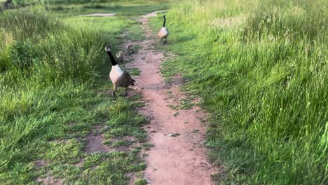 wild ducks and ducklings walking on grass