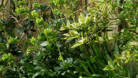 peaceful garden, with plants in a breeze