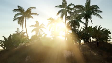 Sunset-Beams-through-Palm-Trees