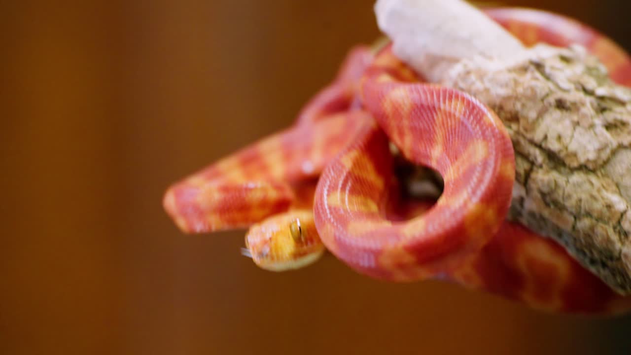 Snake moving slowly on a branch, showcasing its smooth and elegant motion